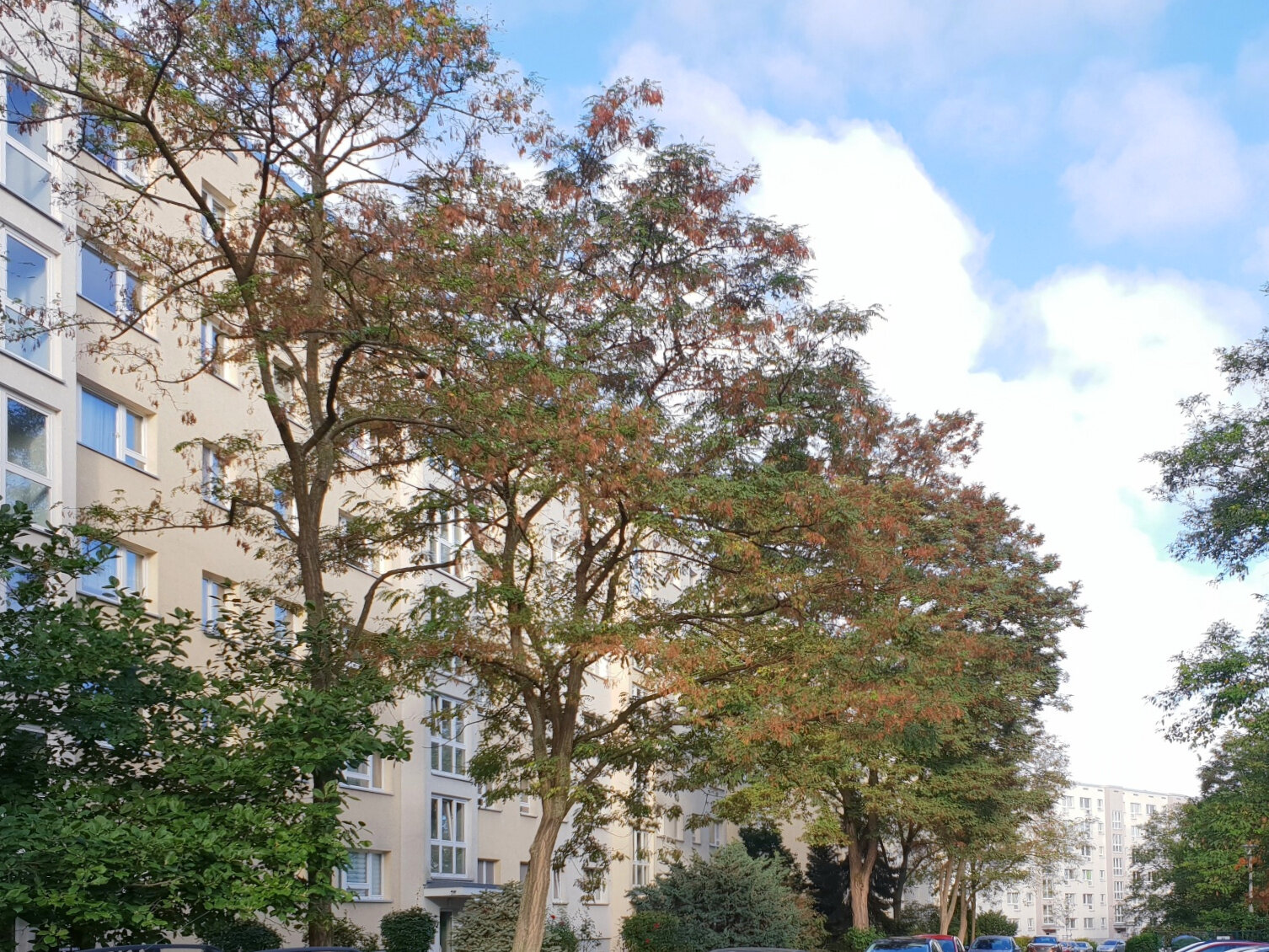 Robinienstraße 13, 01169 Dresden
